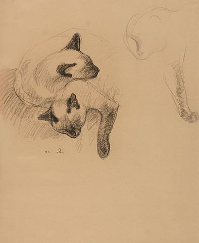 Sleeping Siamese Cats