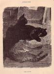 Cocorico No. 23 (20 Nov. 1899)