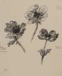 Trois Etudes d'Anemones (Philocale auction, Nov. 10, 2012)