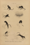 Horrible fin d'un Poisson rouge (No. 121) (May 3, 1884)