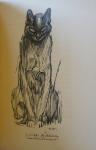 Siamese cat ink drawing